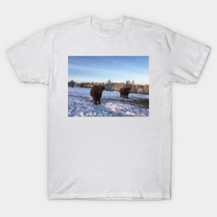 Scottish Highland Cattle Cows 2224 T-Shirt